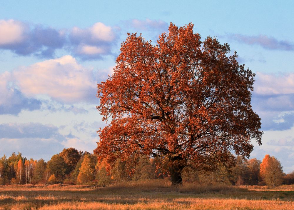 ДУБ-ВЕЛИКАН.