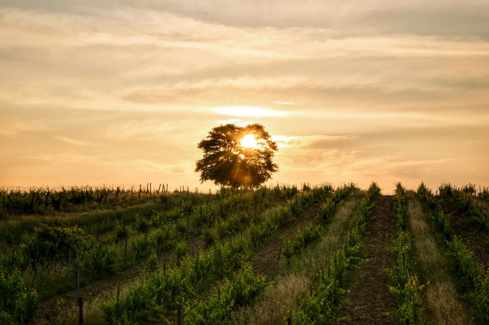 Photograph by Tripodi Stefano