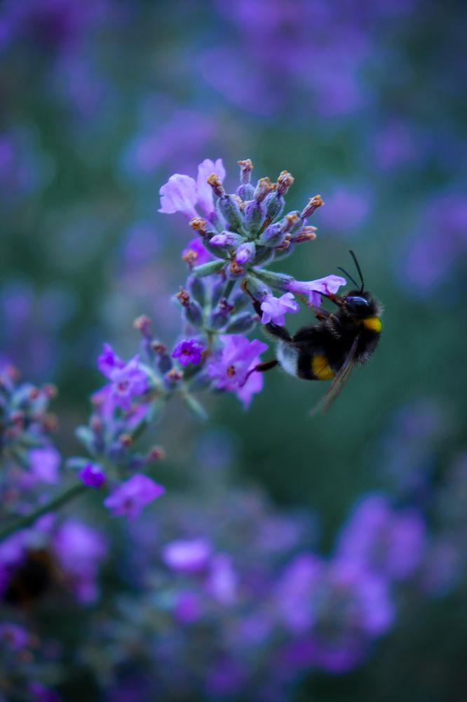 Photograph by Анастасия Селява