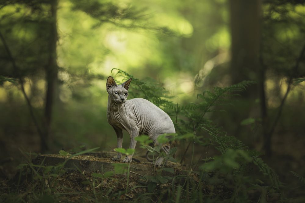 Photograph by Laura Petermans