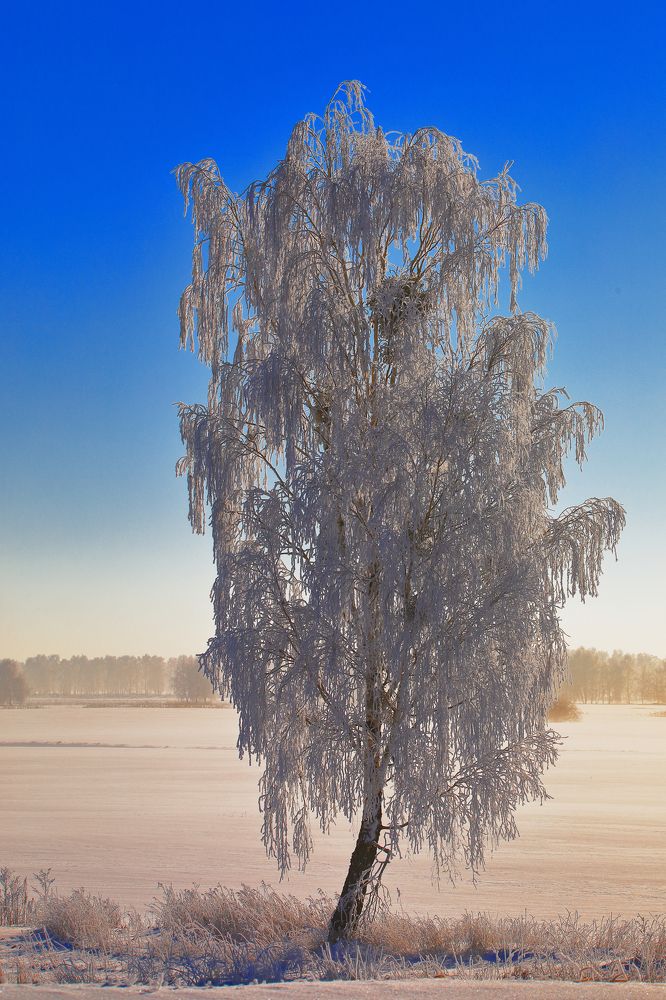 Photograph by Николай Протасеня