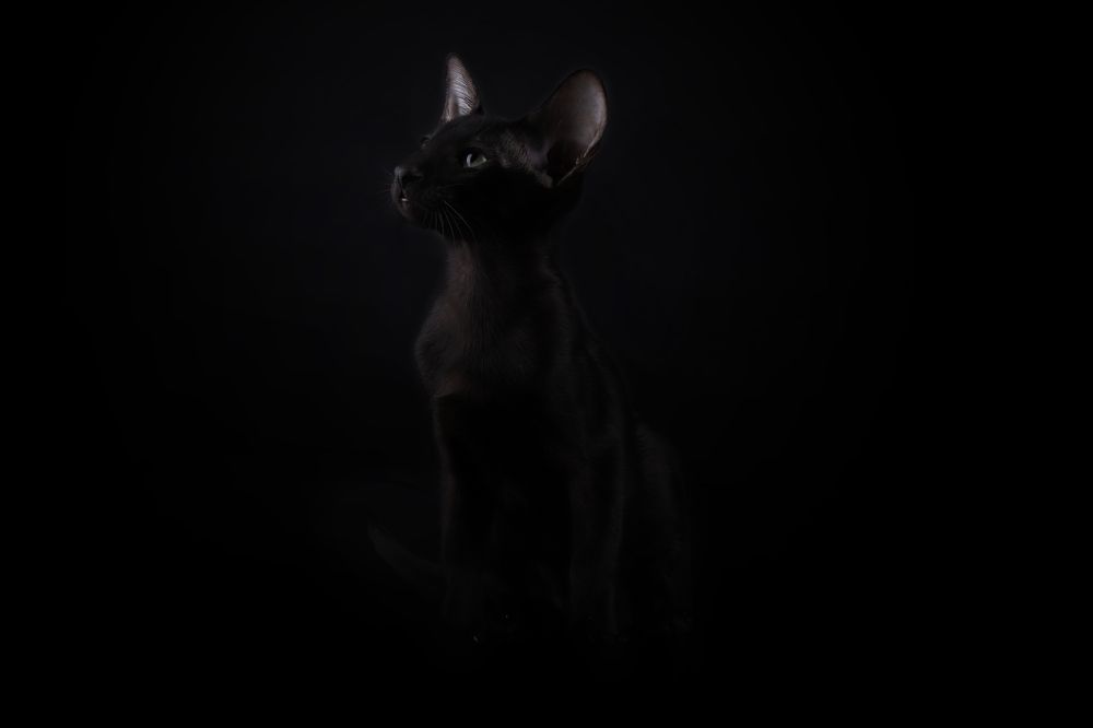 Photograph by Альвина Кузнецова