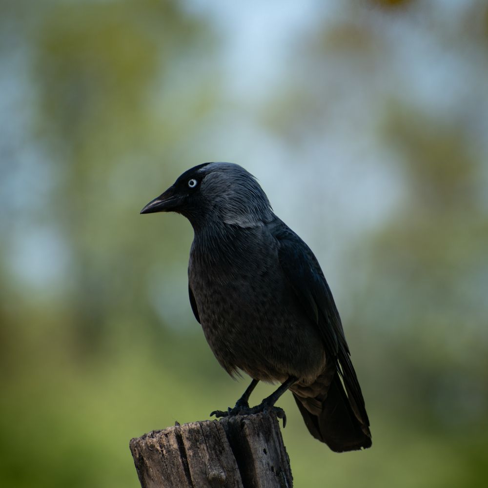 Photograph by Милан Ђорђевић