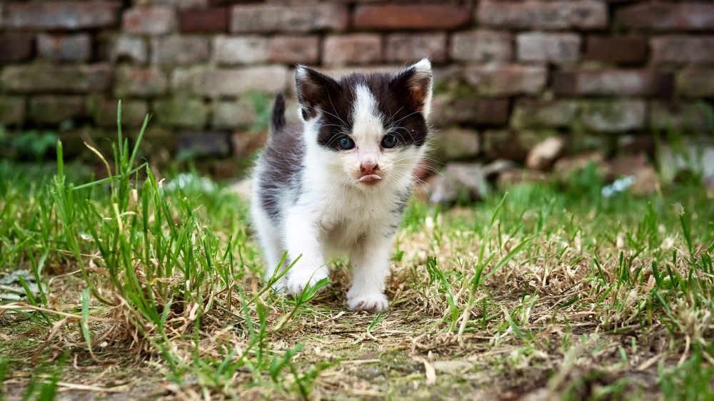 Photograph by Роман Суковач