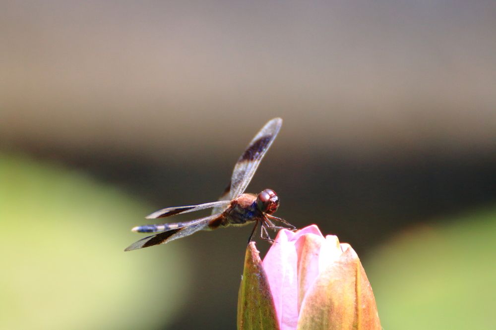 Photograph by Marie G