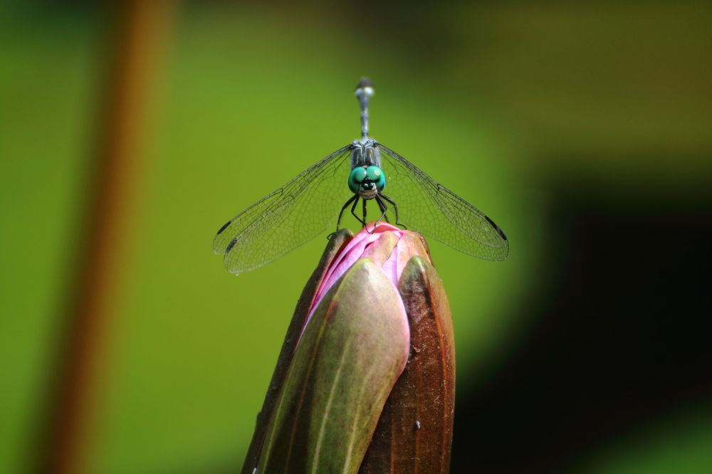 Photograph by Marie G