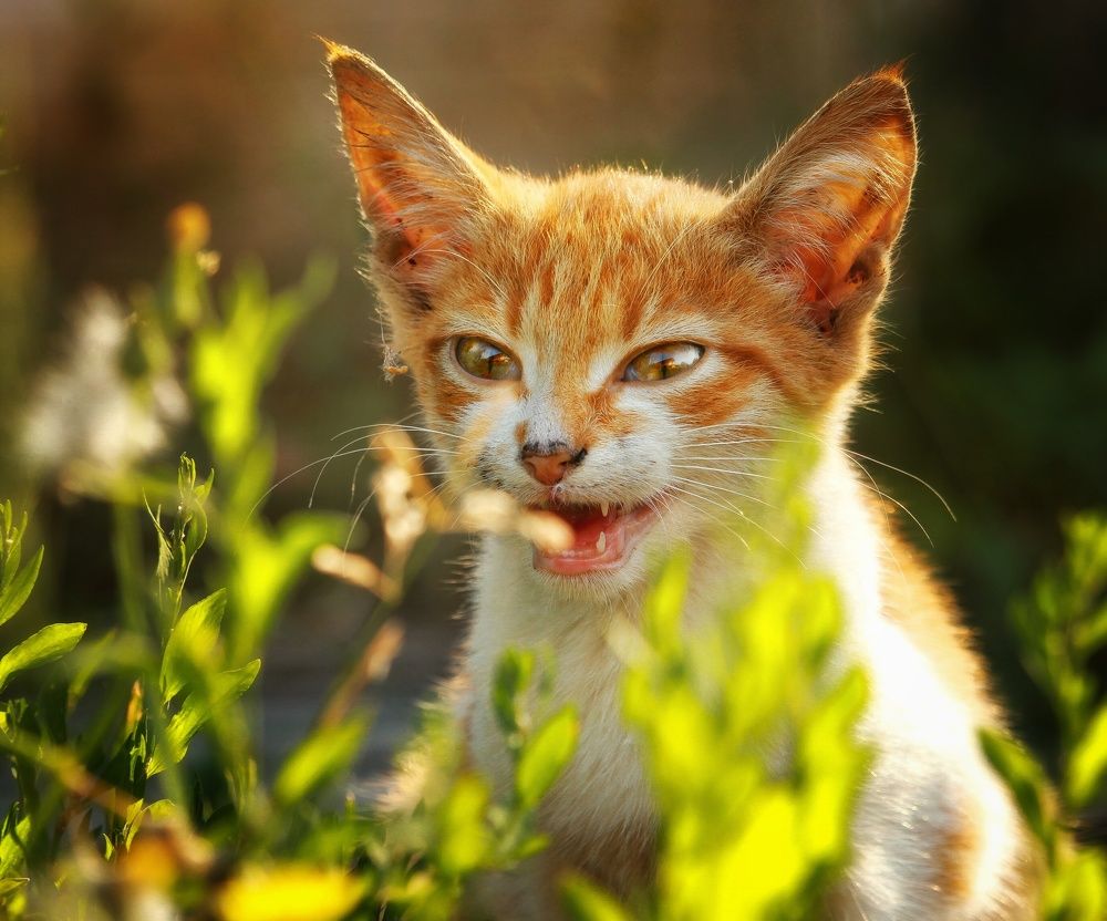 Photograph by Элина Абакумова