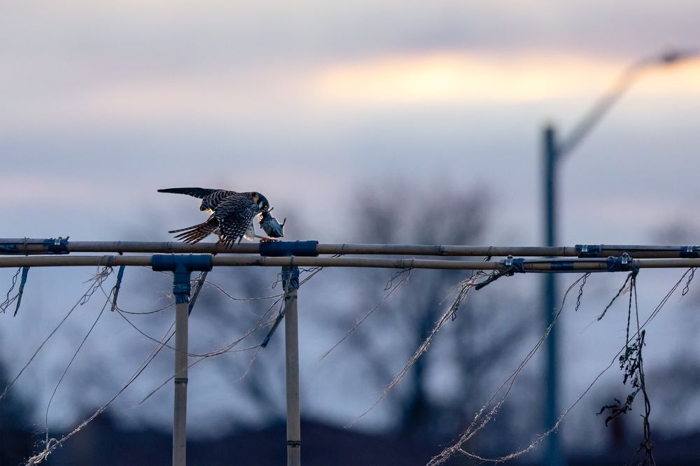 Photograph by Zhenhuan Zhou