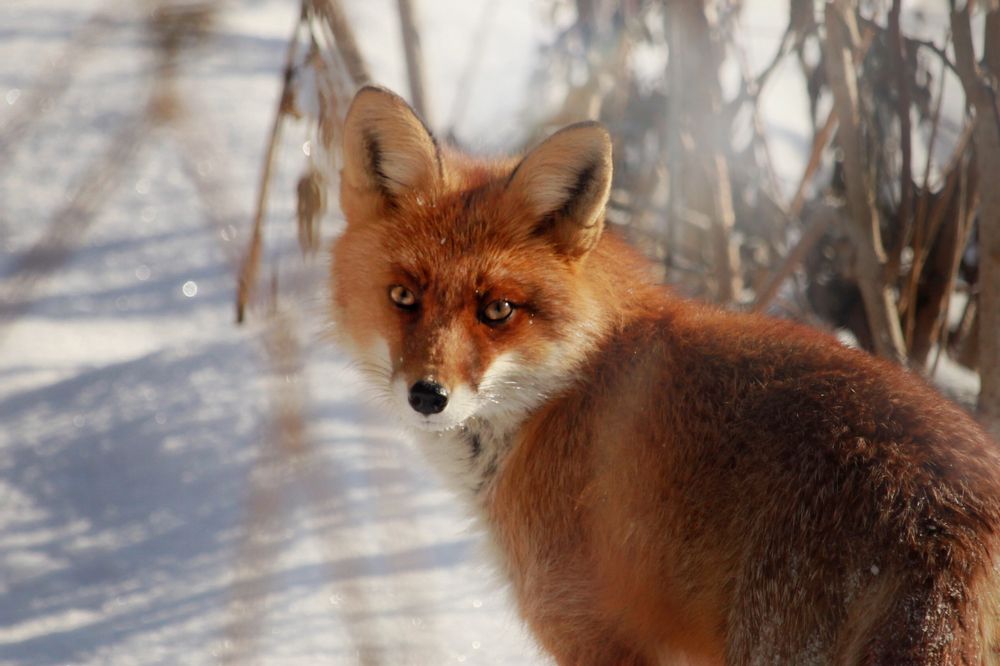 Photograph by Элина Абакумова