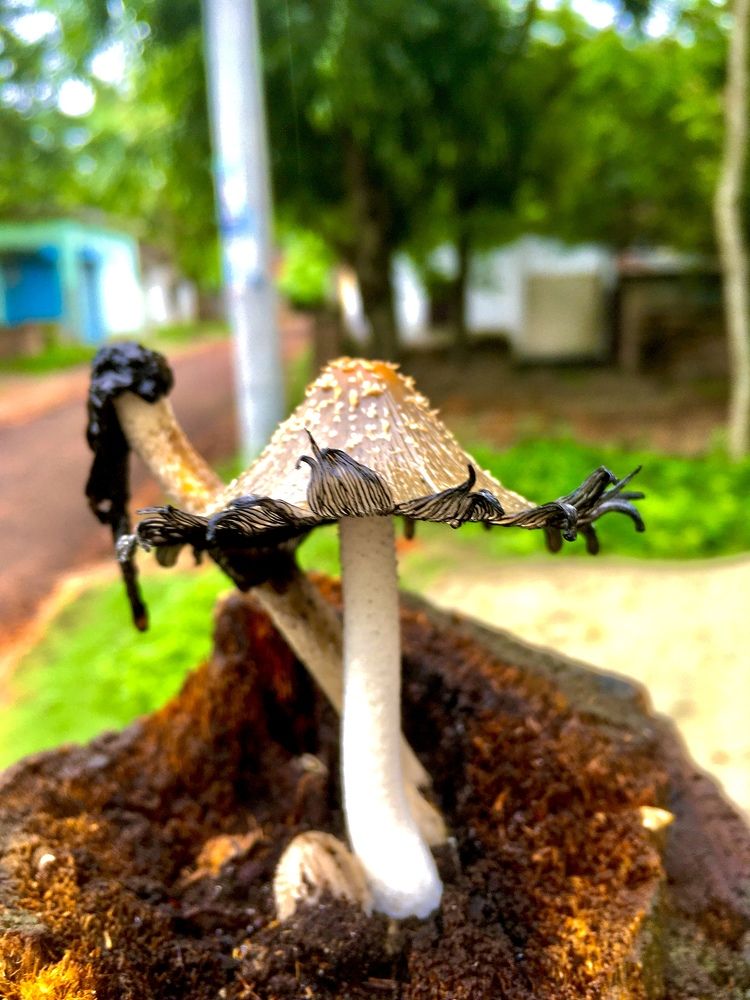 Mushroom Growing
