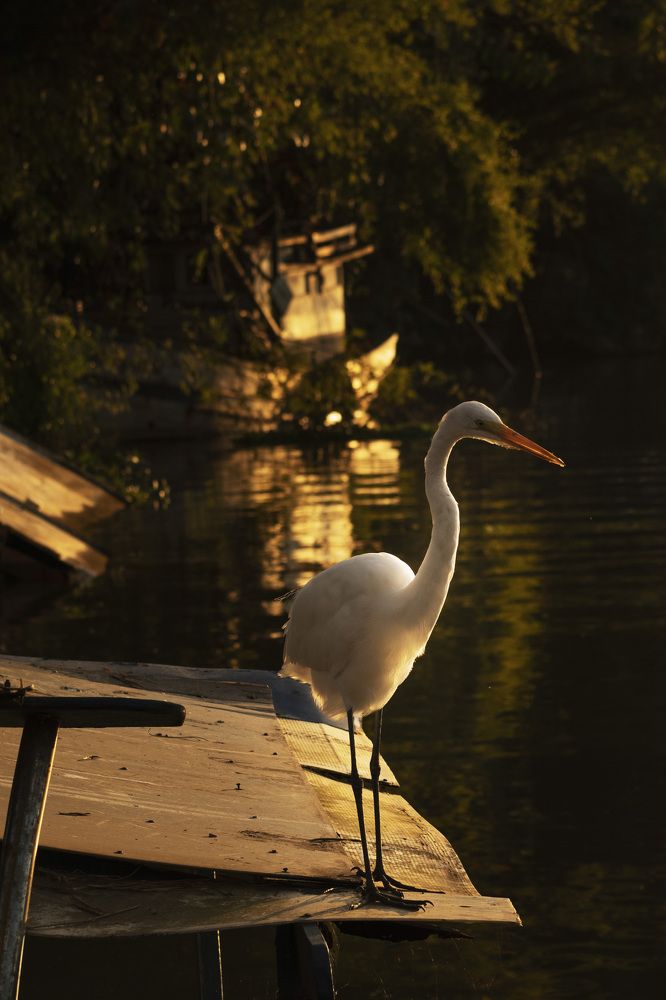 vida no rio Juqueriquerê