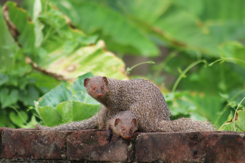 Photograph by SURAJIT SARKAR