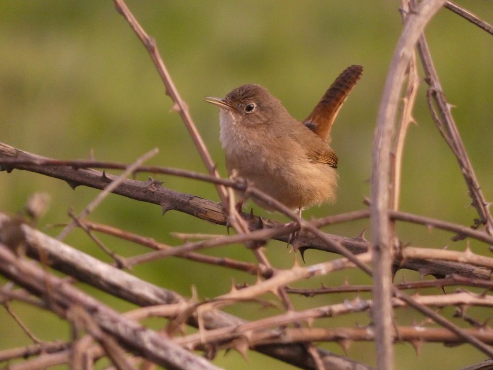 Chercán, aves chilenas