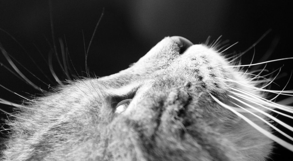 Photograph by Ольга Пуховникова