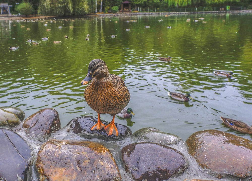 Photograph by Михаил Измайлов