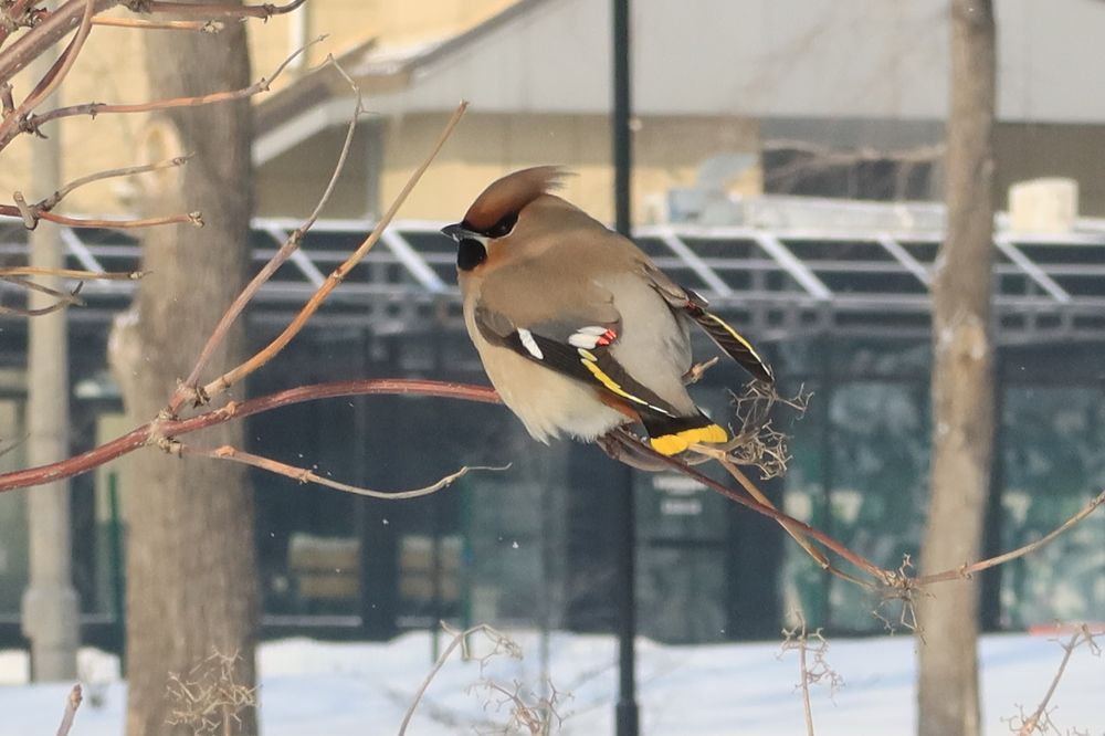 Свиристель