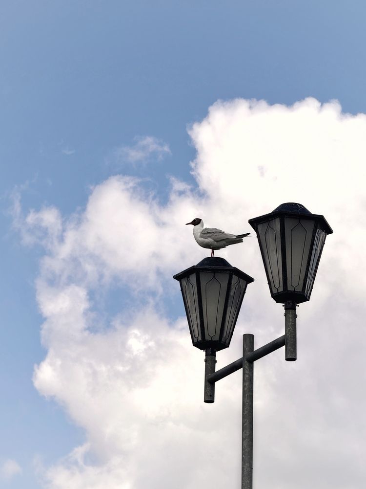 Фотография автора Елена Поживилко