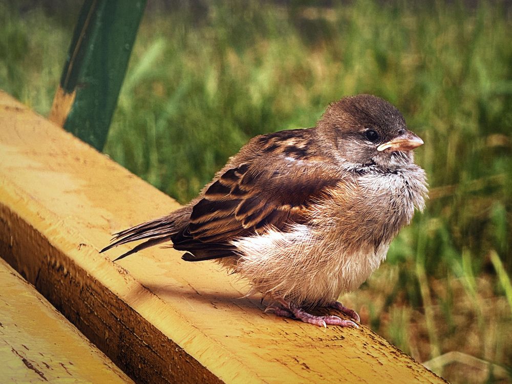 Фотография автора Елена Поживилко