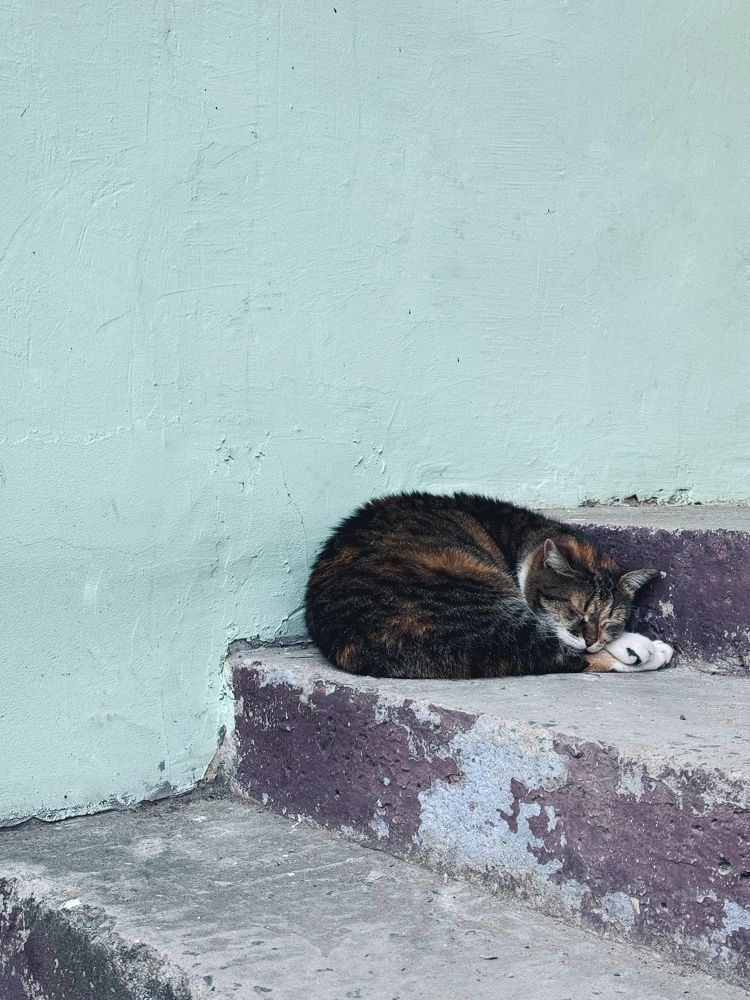 Фотография автора Елена Поживилко