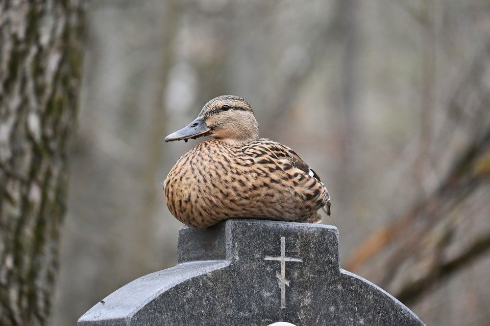 Фотография автора IRINA FILIPPOVA