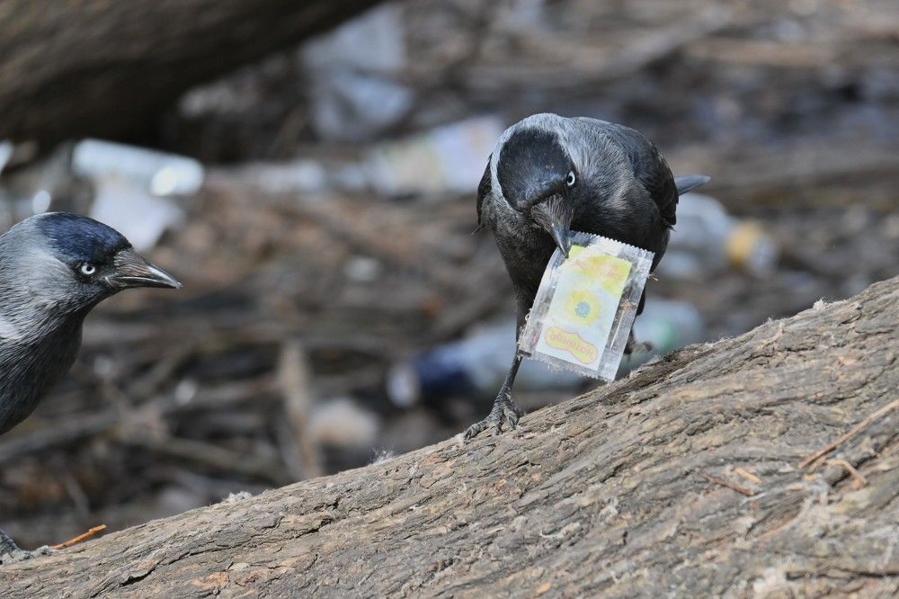 Фотография автора IRINA FILIPPOVA