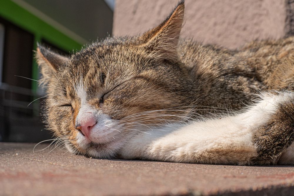 Photograph by БОРИС БЕЛКАНИЯ