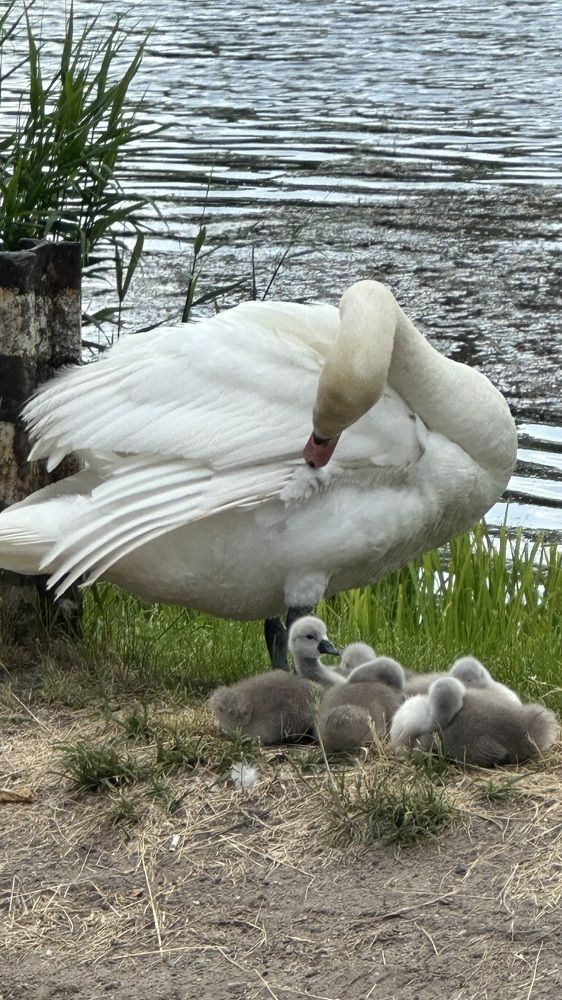 Photograph by Наумова Татьяна