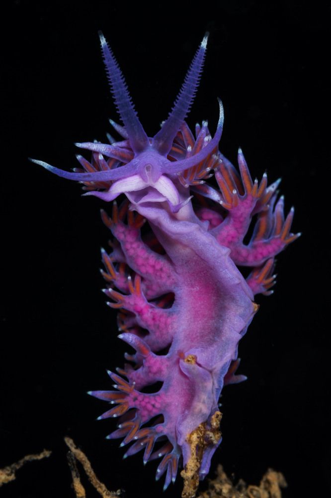 Mediterranean Flabellina