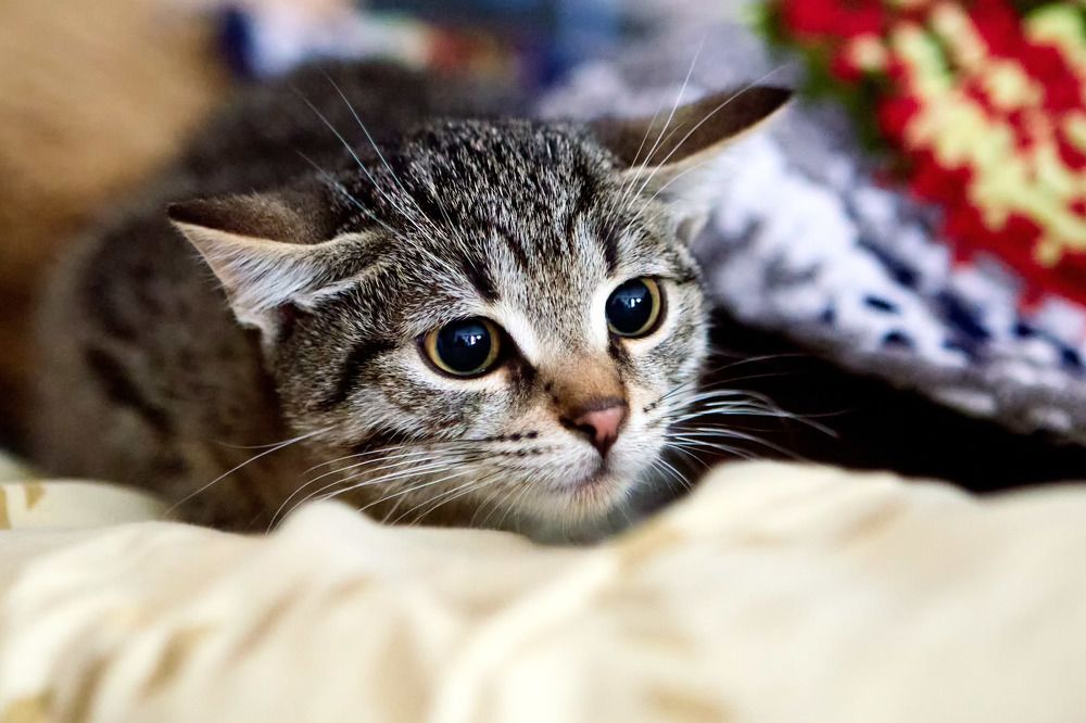 Фотография автора Totoro