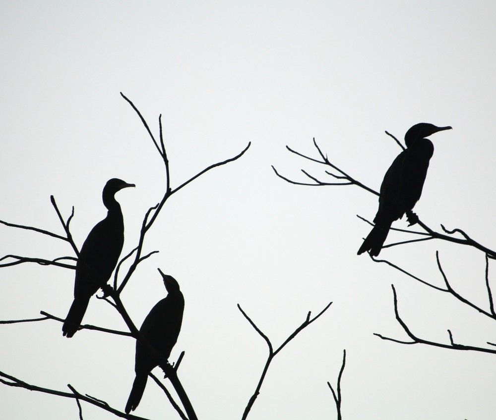 Photograph by Marie G