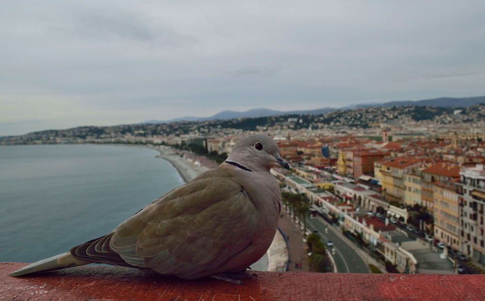 Горлица в Ницце