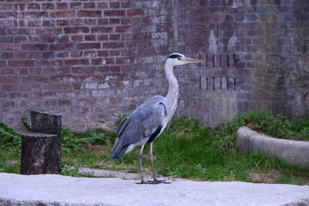 Серая цапля