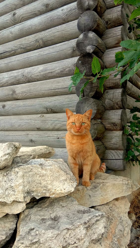 Photograph by Татьяна Стаскевич