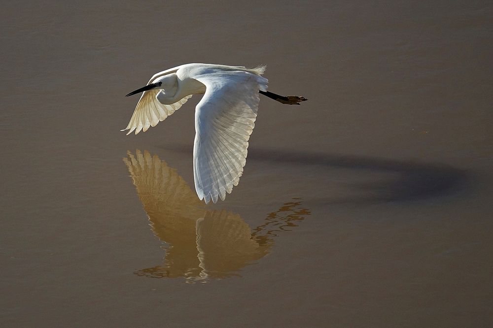 Egret on Tigris river