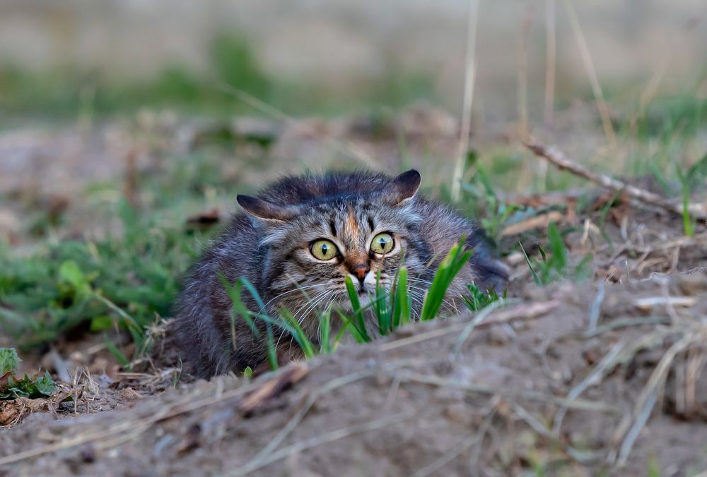 Photograph by Константин Чижов