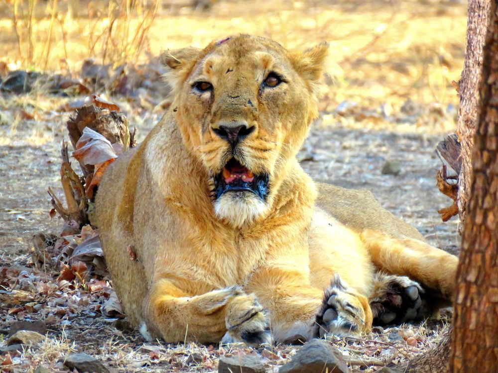 Lioness watches on at close range