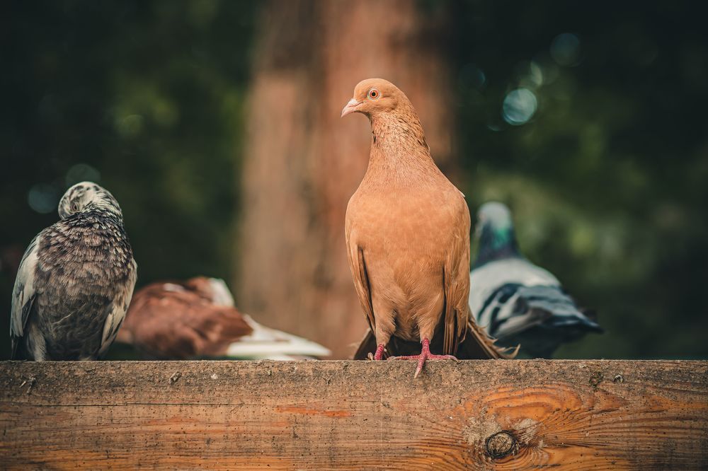 Photograph by Nik Vavilov