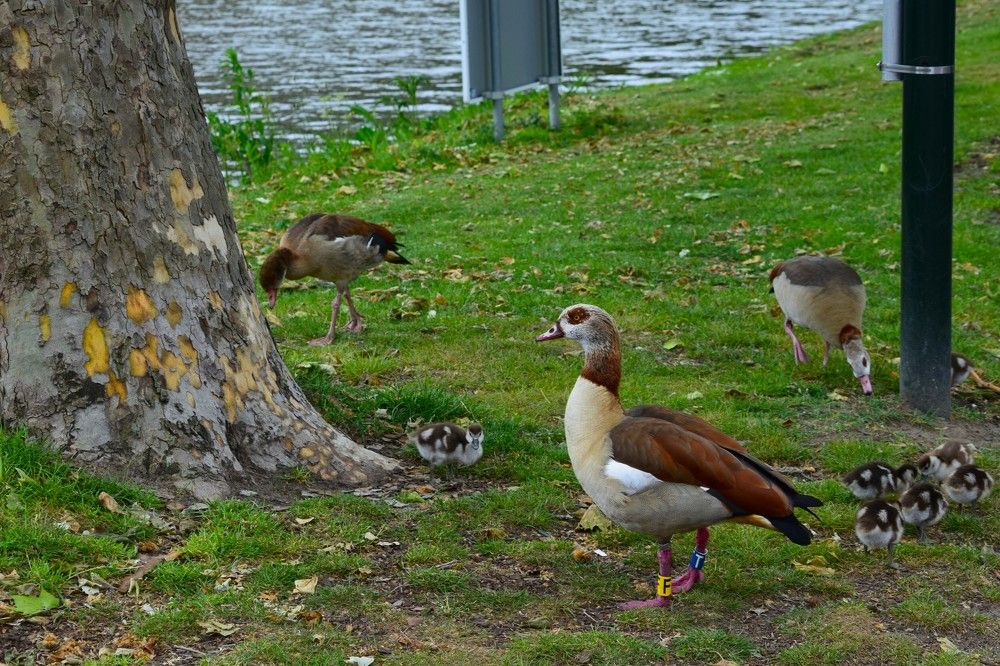 Нильский гусь в Нидерландах