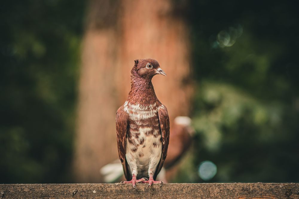 Photograph by Nik Vavilov