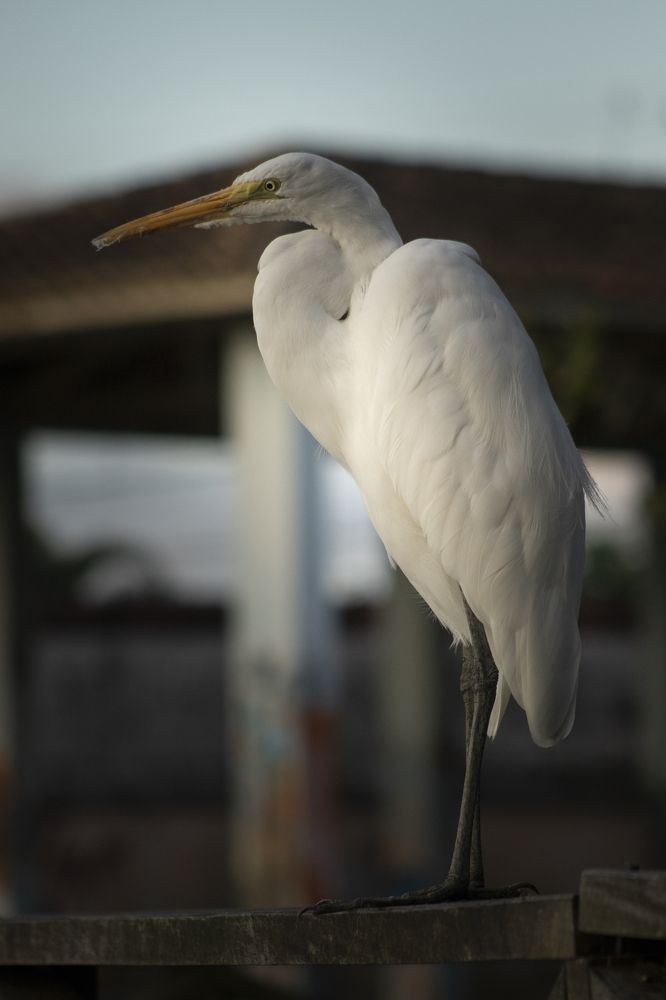 Photograph by Luiz Gustavo Campino Grunewald