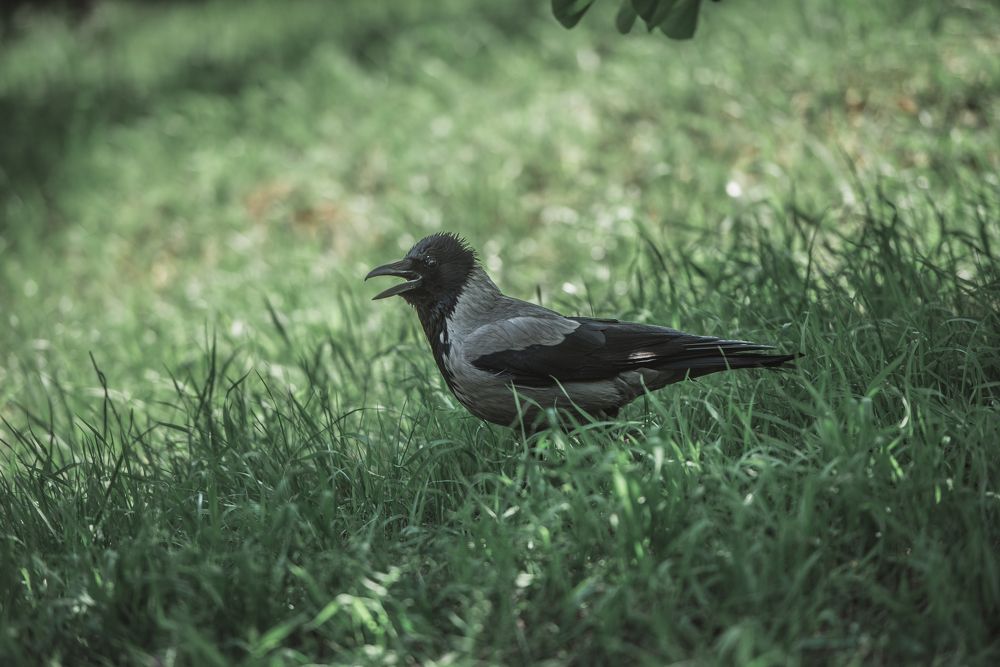 Фотография автора Ольга Тенилова