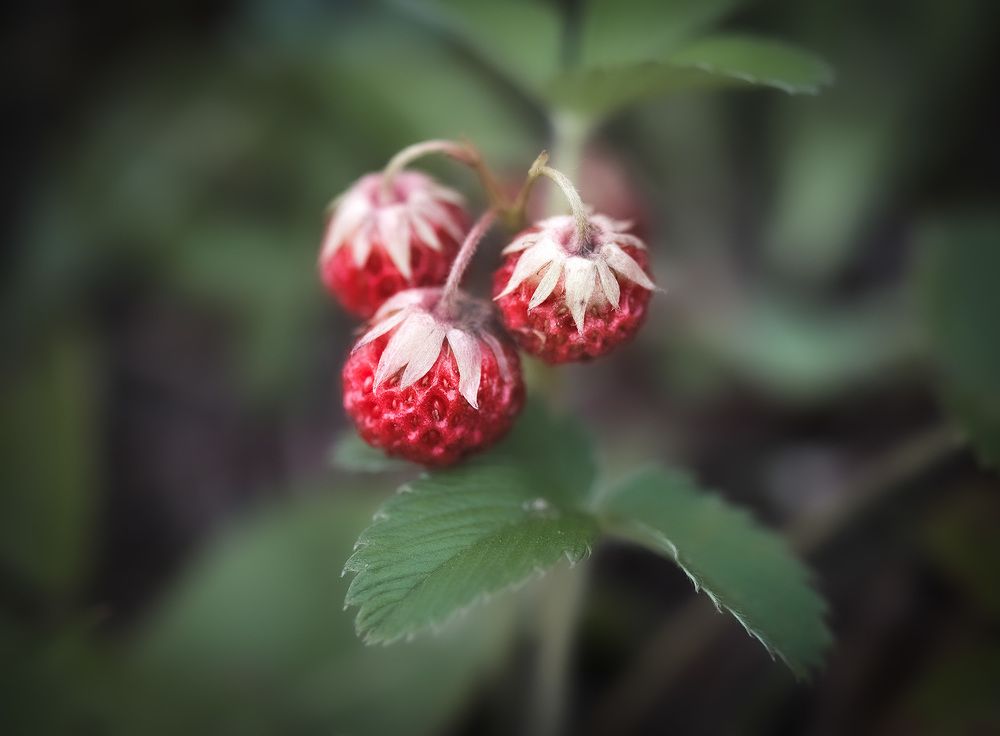 Лесная ягода...