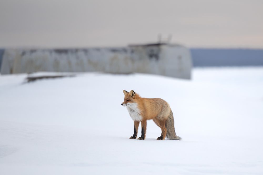 Photograph by Илья Юфа