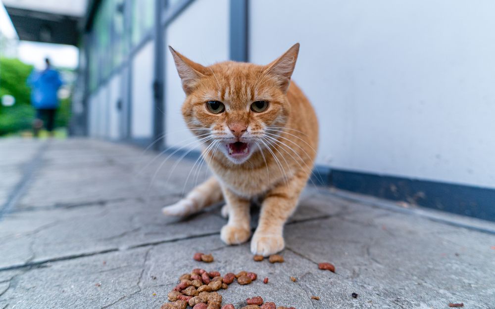 Photograph by Руслан Лазарев