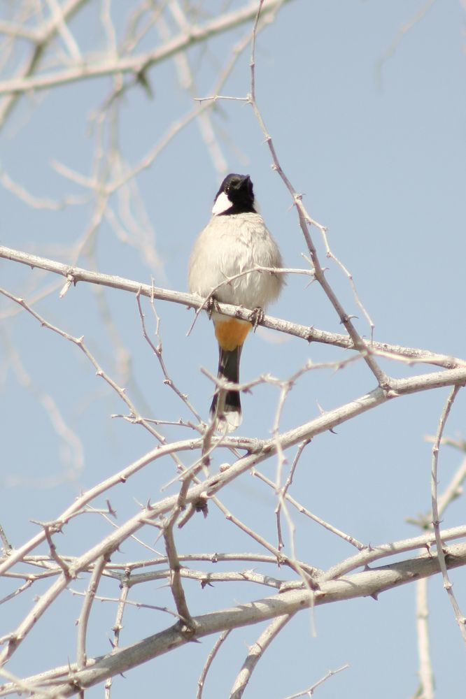 Photograph by Waleed Yousuf Alwahaibi