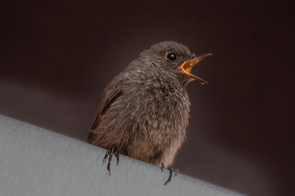 Photograph by Милан Ђорђевић