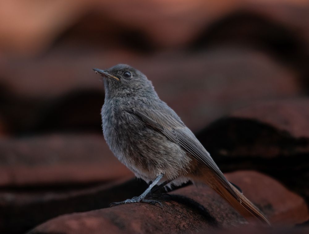 Photograph by Милан Ђорђевић