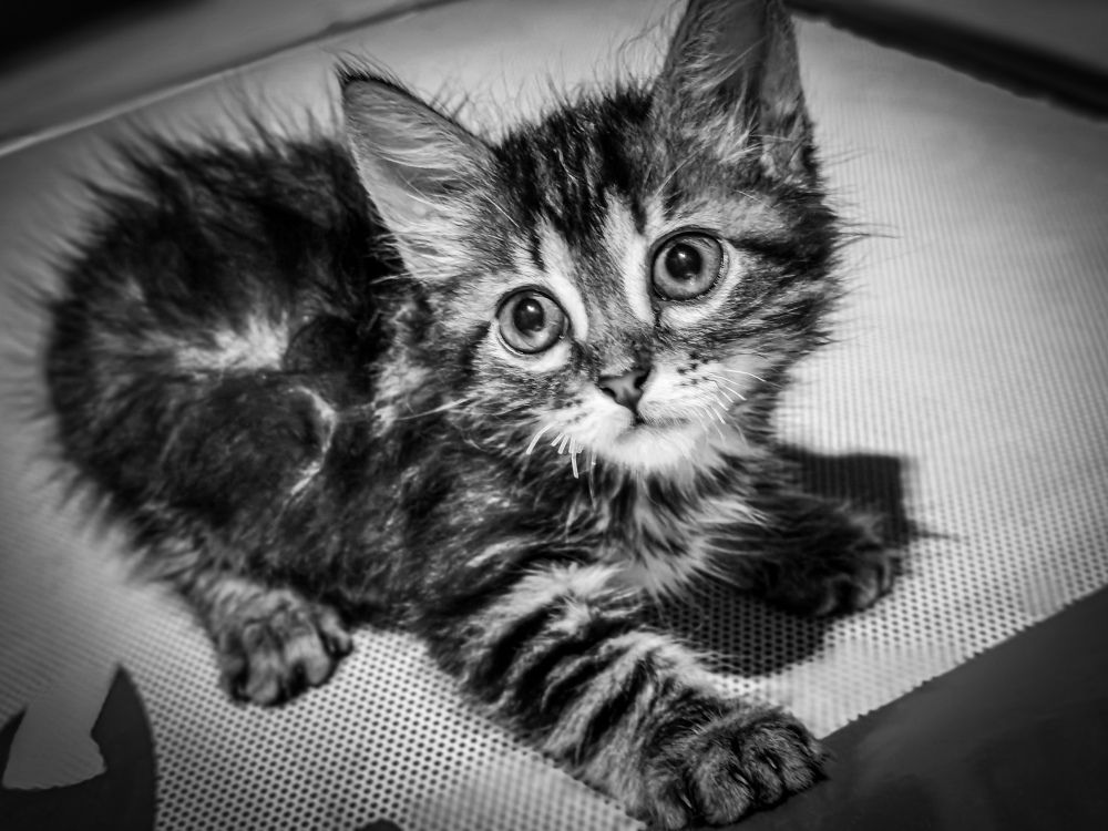 Фотография автора Fethi South Sider