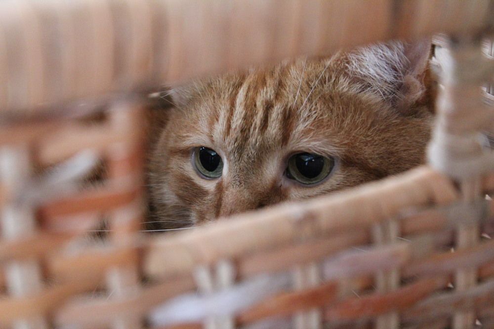 Photograph by Ахмылова Виктория