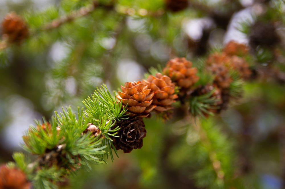 Photograph by Александр Коковихин